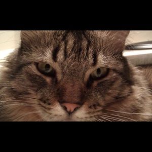 Meet your Posher, Cindy